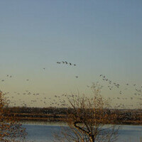 Snow Geese heading South