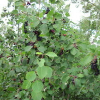 Bumper Crop of Saskatoons