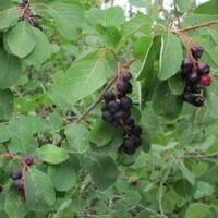 Awesome Saskatoon Berries