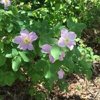 Wild Roses are Blooming