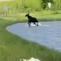 Female Moose coming back from her swim